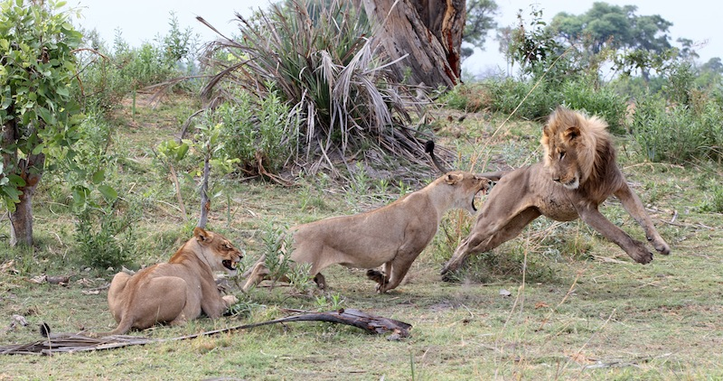 Illustration for article titled Harrowing Photos Capture Tense Encounter Between Baby Baboon And Lion